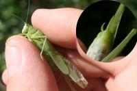 Phaneroptera falcata