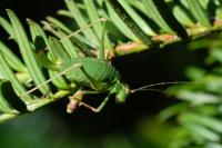 Leptophyes punctatissima