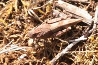 Oedipoda caerulescens