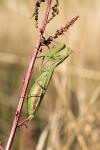 Mantis religiosa