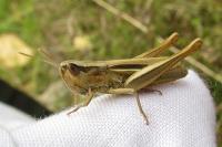 Euchorthippus elegantulus