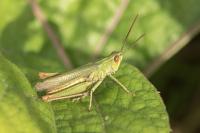 Chorthippus dorsatus