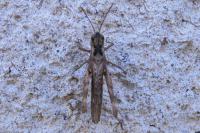 Chorthippus