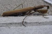 Mantis religiosa