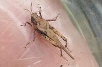 Tetrix ceperoi
