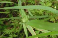 Tettigonia viridissima