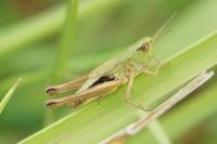 Pseudochorthippus parallelus