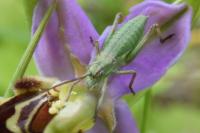 Ephippiger diurnus
