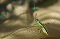 Conocephalus fuscus