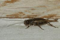 Eumodicogryllus bordigalensis
