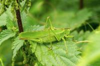 Tettigonia viridissima