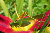 Tettigonia viridissima