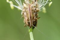 Oecanthus pellucens