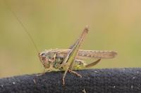 Platycleis albopunctata albopunctata
