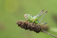 Platycleis albopunctata albopunctata