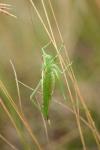 Tettigonia viridissima