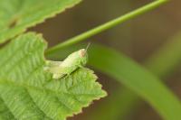 Pezotettix giornae