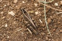 Calliptamus barbarus