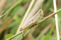 Pseudochorthippus parallelus