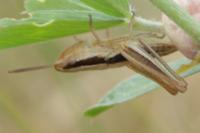 Euchorthippus
