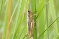 Euchorthippus elegantulus