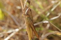Euchorthippus elegantulus