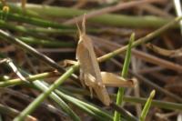 Chorthippus