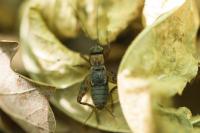 Nemobius sylvestris