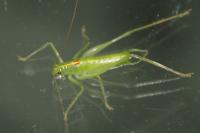 Meconema meridionale