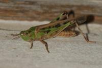 Aiolopus thalassinus