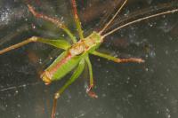Leptophyes punctatissima