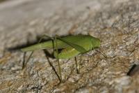 Phaneroptera falcata