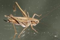 Tessellana tessellata