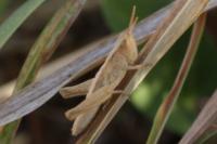 Chorthippus