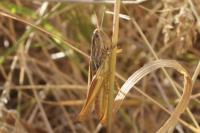 Euchorthippus elegantulus