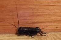 Gryllus campestris