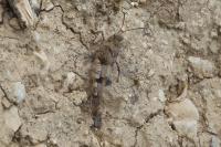 Oedipoda caerulescens