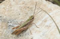 Chorthippus