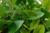 Phaneroptera nana