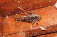 Platycleis albopunctata albopunctata