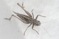Tessellana tessellata