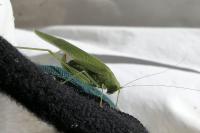 Phaneroptera falcata