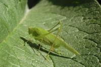 Phaneroptera nana