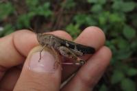 Aiolopus strepens
