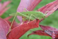 Phaneroptera nana