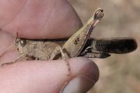 Aiolopus strepens