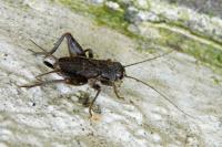 Eumodicogryllus bordigalensis