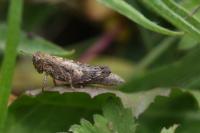 Pezotettix giornae