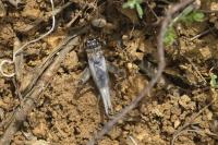 Eumodicogryllus bordigalensis