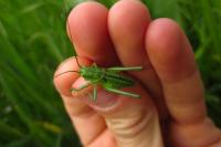 Tettigonia viridissima